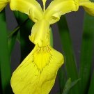 30 Yellow Flag Iris Seeds Iris Pseudacorus Fresh Seeds