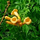 30 Yellow Flowered Trumpet Vine Seeds Campsis Radicans Flava Fresh Seeds