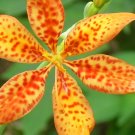 40 Blackberry Lily Seeds Belamcanda Chinensis Fresh Seeds