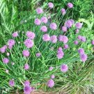 40 Common Chive Seeds Allium Schoenoprasum Fresh Seeds