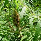 40 Cutleaf Sumac Seeds Rhus Typhina Laciniata Fresh Seeds
