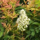 40 False Spiraea Seeds Sorbaria Assurgens Fresh Seeds