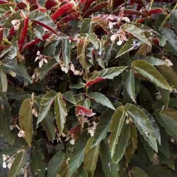 1 Live Angel Wing/cane Begonia Torch Pink Begonia Rooted USA Seller