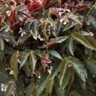 1 Live Angel Wing/cane Begonia Torch Pink Begonia Rooted USA Seller