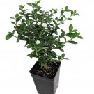 Double White Serissa Tree - 2.5" Pot - House Plant, Fairy Garden Plant, Bonsai