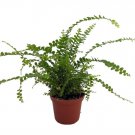Lemon Button Fern - 2.5" Pot - Nephrolepis cordifolia Duffii Live Plant