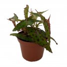 Rare Butterfly Begonia Plant - Begonia amphioxus - 2.5" Pot Live Plant