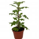 Duck Foot Swedish Ivy Plant - Plectranthus - 2.5" Pot Live Plant