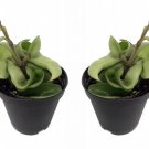 Hindu Rope - 2 Plants- Hoya - Exotic yet Easy - 2" Pots Live Plant