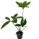 Goeldii Philodendron - 4" Pot - Trending/Collector's Series Live Plant