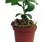 Papua Ant Farm Plant - Hydnophytum papuanum - House Plant - 4" Pot Live Plant