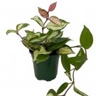 Tricolor Wax Plant - Hoya Tricolor - 4" Pot Live Plant