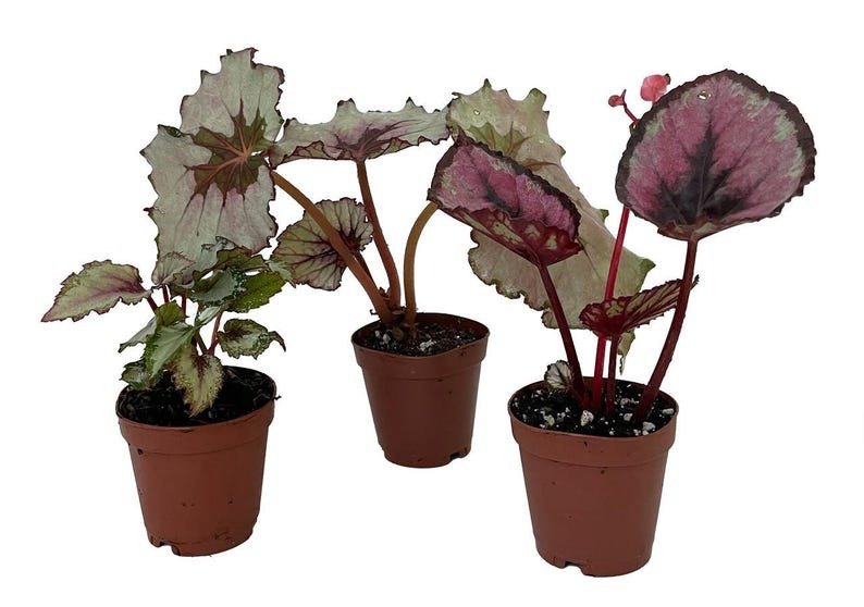 Assorted Rex Begonia Plants - 3 Plants - 2" Pots - Great Houseplant Live Plant