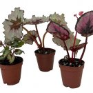 Assorted Rex Begonia Plants - 3 Plants - 2" Pots - Great Houseplant Live Plant