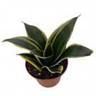 Glimmering Star Snake Plant - Sansevieria - Almost Impossible to Kill - 3.7" Pot Live Plant