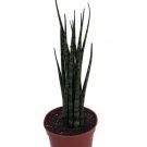 Fernwood Mikado Snake Plant - Sanseveria - Almost Impossible to kill - 2.5" Pot Live Plant