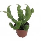 Crispy Wave Fern- 2.5" Pot- Asplenium - Live Plant