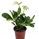 Gold & Green Hawaiian Schefflera Plant - 3.5" Pot - Live Plant