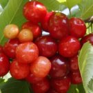10 Celeste Cherry Seeds Fresh Seeds Fast Shipping