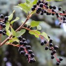 10 Chokecherry Bitter Cherry Seeds Fresh Seeds Fast Shipping