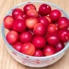 10 Sato Nishiki Satonishiki Cherry Seeds Fresh Seeds Fast Shipping