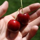 10 Stella Cherry Seeds Fresh Seeds Fast Shipping