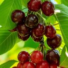 10 Sweetheart Cherry Seeds Fresh Seeds Fast Shipping