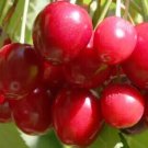 10 Sylvia Cherry Seeds Fresh Seeds Fast Shipping