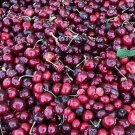 10 Tulare Cherry Seeds Fresh Seeds Fast Shipping