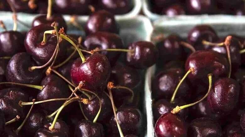 10 Van Cherry Seeds Fresh Seeds Fast Shipping