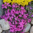 100 Atropurpurea Phlox Seeds Fresh Seeds Fast Shipping