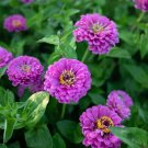 100 Benary Giant Lilac Zinnia Seeds Fresh Seeds Fast Shipping