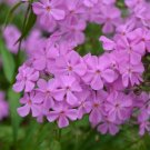 100 Bill Baker Phlox Seeds Fresh Seeds Fast Shipping