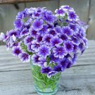 100 Blueberry Swirl Phlox Seeds Fresh Seeds Fast Shipping
