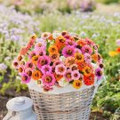 100 Button Box Mix Dwarf Zinnia Seeds Fresh Seeds Fast Shipping