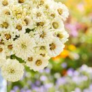 100 Cactus Snowman Zinnia Seeds Fresh Seeds Fast Shipping