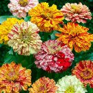 100 Candy Stripe Mixed Zinnia Seeds Fresh Seeds Fast Shipping