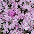 100 Candy Stripe Phlox Seeds Fresh Seeds Fast Shipping