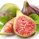 100 Celeste Sugar Fig Seeds Fresh Seeds Fast Shipping