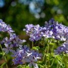 100 Chattahoochee Phlox Seeds Fresh Seeds Fast Shipping