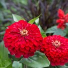 100 Cherry Queen Zinnia Seeds Fresh Seeds Fast Shipping