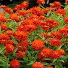 100 Double Zahara Fire Zinnia Seeds Fresh Seeds Fast Shipping