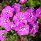 100 Drummondii Phlox Seeds Fresh Seeds Fast Shipping