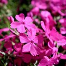 100 Drummond'S Pink Phlox Seeds Fresh Seeds Fast Shipping