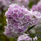100 Franz Schubert Phlox Seeds Fresh Seeds Fast Shipping