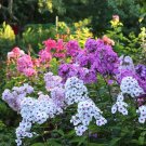 100 Mix Phlox Seeds Fresh Seeds Fast Shipping