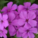 100 Gisele Purple Phlox Seeds Fresh Seeds Fast Shipping