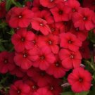 100 Gisele Red Phlox Seeds Fresh Seeds Fast Shipping