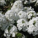 100 Gisele White Phlox Seeds Fresh Seeds Fast Shipping