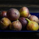 100 Hardy Chicago Fig Seeds Fresh Seeds Fast Shipping